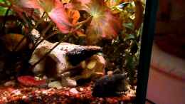 Video Oktober 2013 Eiablage der Antennenwelse von S04Peter (0aR5d1DLGc4)