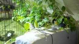 Video Rochenbecken von Leopold68 (0bbuHQT-rQs)