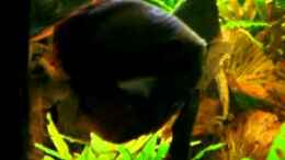 Video Diskus von ehemaliger User (0dVjphyvzqg)