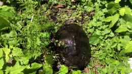 Video Die Teich-Saison ist eröffnet! von Helga Kury (0jrKYcSf03U)