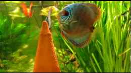 Video Larry, Sunny und die Eier von ehemaliger User (0qiLMWKYjt0)