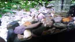 Video Amanogarnelen & Guppys von ehemaliger User (11YwxQmAZlk)