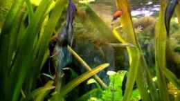 Video Aufdringliches Platiemännchen von Fossybear (17UuNo9MUZM)