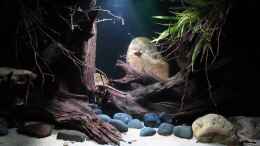 Video Biotop Aquarium Rio Paraguay 468 Liter von ehemaliger User (18H1q-OD87Y)