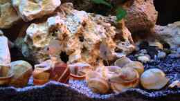 Video Tanganjika Aquarium 3.0 von similis (19DeISWneNQ)