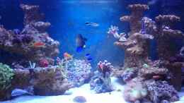 Video BlueReef von ~Elena~ (1HFOa1EYA6I)