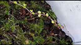 Video Hummelkrötchen Nachwuchs  von Junglist (1iKhoKPu17w)