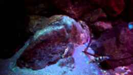 Video Licht Impressionen im Sonnenaufgang-nun mit Lumlight & Sunaeco von Florian Bandhauer (1ltoPBj8XuM)