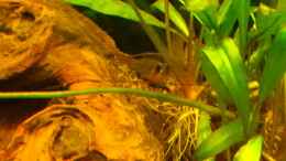 Video Schmettis bei der Eiablage - Video von einrichtungsbeispiele.de von painless Tdb-music (2-1DuLKvi3s)