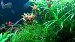 Video Praecoxmänner von axolotl (2LWw1N8djQw)