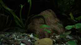 Video 3 x ist Bremer Recht von !Fischkopf! (2N-ywZOffOU)