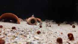 Video Getummel von Fichte (2NO1IRsF_nU)