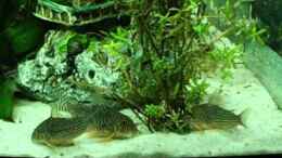 Video Video von Einrichtungsbeispiele.de von atom010 (2SW43taMafg)