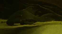 Video Blue Eye von ehemaliger User (2TCQCFelzz0)