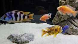 Video V1 von Malawi-Guard (2Uo1vmBD180)