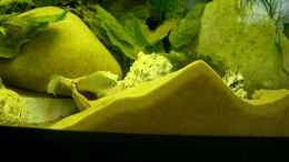 Video Schnecki`s von Bazzi (2_D7GeT07UM)