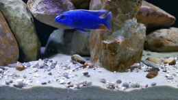 Video Malawibecken von Peter F. von ehemaliger User (2e0XK967X_k)