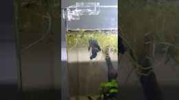 Video Fütterung von Michael Müller (2omYexqj7UQ)