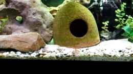 Video meine aquarium von Jarno Wilens (2zM4I1fsSHM)