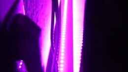 Video Hintergundbeleuchtung von ManiacXL (33NIYPjMxoo)