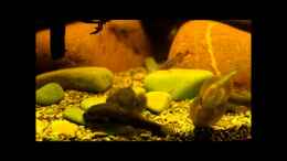 Video Das große Fressen ! von ehemaliger User (36mrXYoFY5Y)