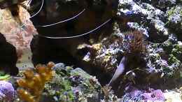 Video Westerwälder Nanoriff von Hofer1 (374yqcf-qp8)