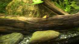 Video Mein Wirbellosebaquarium von Harald Kästner (3BcFZYoU-_Y)