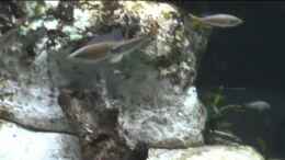 Video Mein Pott III von Jörg (3BnbkApI1K4)