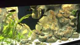 Video Tropheus von ehemaliger User (3BwTjRCt7yo)