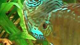 Video Diskusbecken von ~Marco~ (3K0xXeP1UTU)