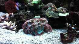 Video Catalaphyllia jardinei von Stephan Ascher (3QBWTZYRNtI)