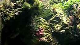 Video G.loreto von Falk (3V0F0y7qoTM)