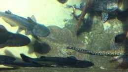 Video Potamotrygon castexi von ehemaliger User (3WW82Qa02lY)