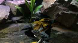 Video Mbuna von Adrian Krahmer (3iX5jOeE5EU)