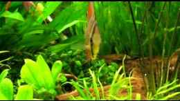 Video Diskus von ehemaliger User (3j7Pdv6F2EI)