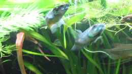 Video Feeding Time! von ehemaliger User (3ji6XnhLFwM)