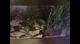 Video geschäftiges Treiben bei den Pangio von NaMo (3kTyYhKLFk8)