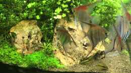 Video Fütterung von JARB (3mvwuuB-fL8)