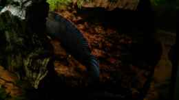 Video Channa limbata von AquaTobi90 (3nupgo5_-wM)