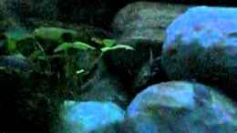 Video Thommys Malawiwelt von Malawi TOM (3o_qbkhjZNI)