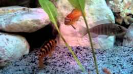 Video Malwisee Aquarium Besatz von Marcel Wagner (3qaGCqqfVZs)