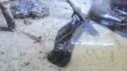 Video schlammspringer Biotop von Der Fischer (3uaDyP7ojIc)