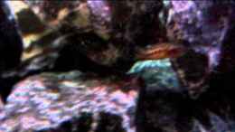 Video Buescheris In Action von Julien Preuß (40uStOZeVLk)