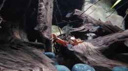 Video Biotop Aquarium Südamerika 468Liter von ehemaliger User (47dkBHycUO8)