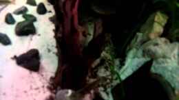 Video Asizonas Underwater von daKING (4OeIMWKCh9E)