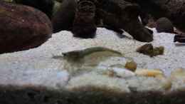 Video Yamatonuma-Garnele im Aquarium Sungai Relau 360l von ehemaliger User (4WXo4wZdZ0k)