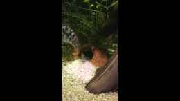 Video Kakadu Zwergbuntbarsch Brutvorbereitung von DL (4WqTzqUcrPk)