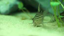 Video Corydoras schwartzi von Nico Frische (4daR-W2viA0)