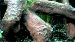 Video Panda Panzerwelse von ehemaliger User (4lXHE2gHpUo)