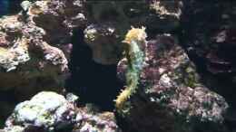 Video Verschiedene Fische von Antje 78 (4r-o4YdxAAY)